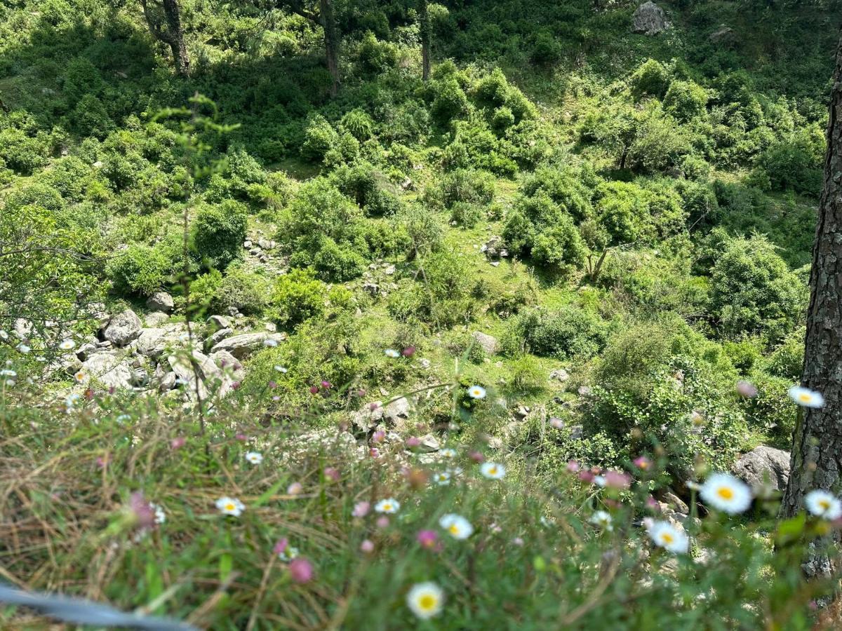 מוסורי Deodar Village Homestay Devalsari מראה חיצוני תמונה